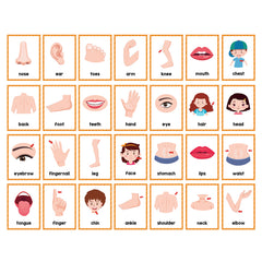 Montessori Body Parts Flash Cards Set: Teach Kids 28 Parts & Boost Skills