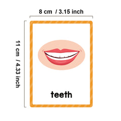 Montessori Body Parts Flash Cards Set: Teach Kids 28 Parts & Boost Skills