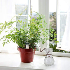 2pcs Plant Self Drip Irrigation Slow Waterers Balcony Succulent Sprinkler