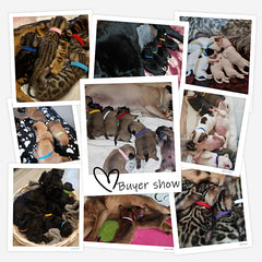 12-pc Adjustable Nylon Puppy & Kitten Collars for Newborn Pets