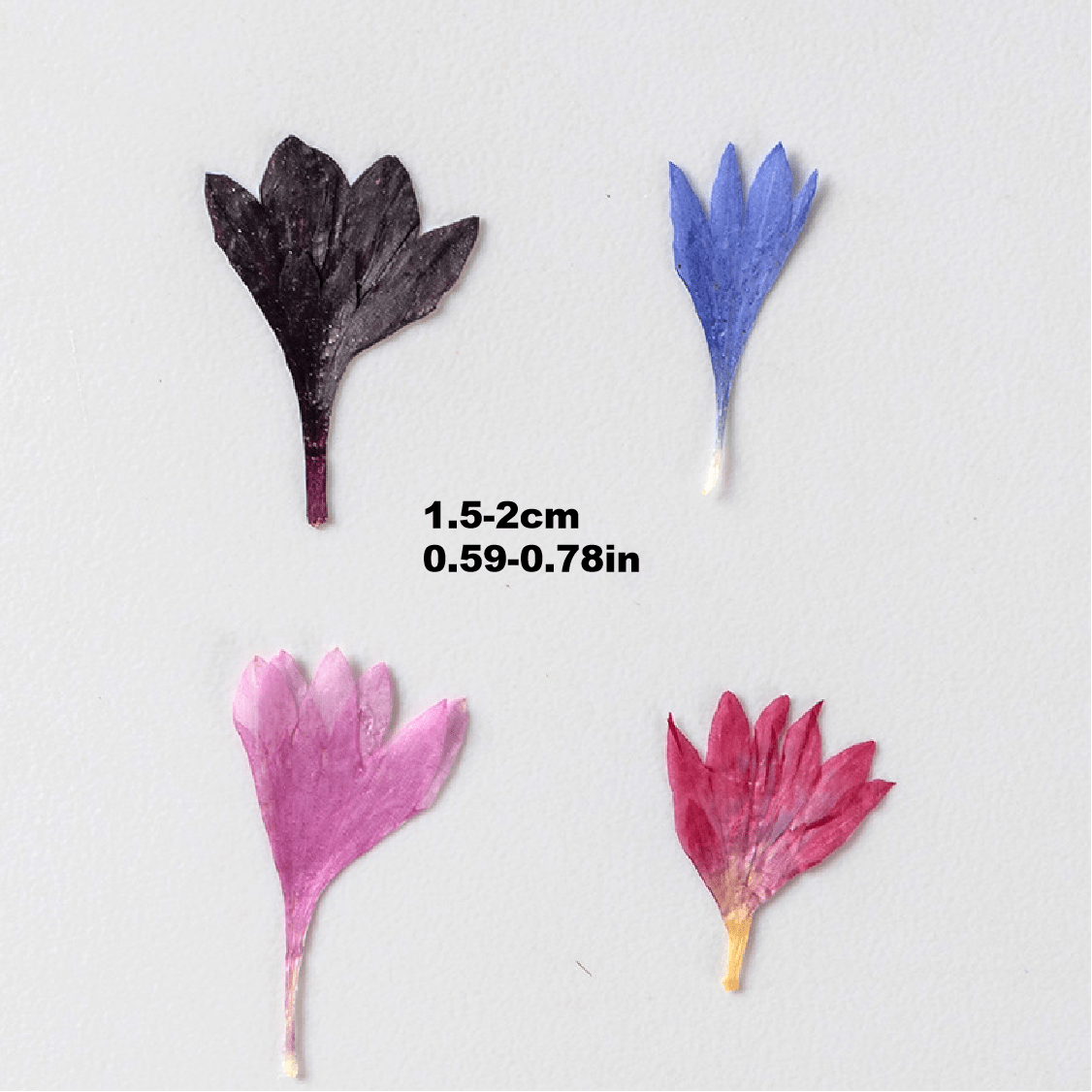 12pcs Natural Cornflower Dry Flower Embossing DIY for Bookmarks Photo Frames