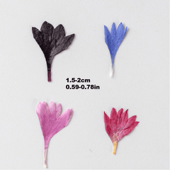 12pcs Natural Cornflower Dry Flower Embossing DIY for Bookmarks Photo Frames