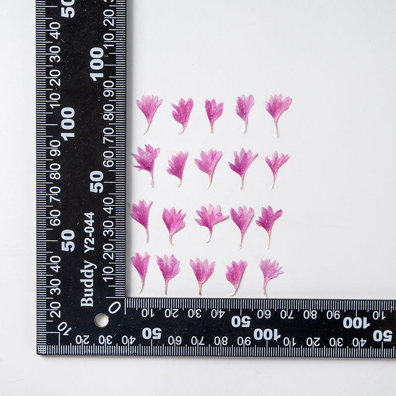 12pcs Natural Cornflower Dry Flower Embossing DIY for Bookmarks Photo Frames
