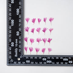 12pcs Natural Cornflower Dry Flower Embossing DIY for Bookmarks Photo Frames