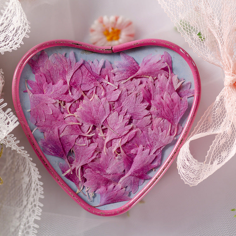 12pcs Natural Cornflower Dry Flower Embossing DIY for Bookmarks Photo Frames