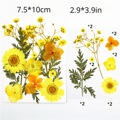 12pcs Dried Flower Gypsophila DIY Phone Nail Art