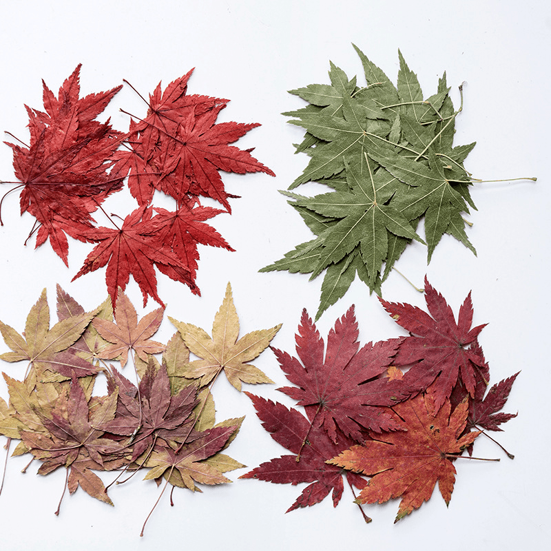 12 Assorted Dried Flower Bookmarks for DIY Art Projects