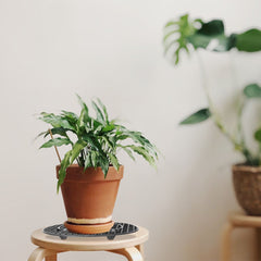 Heavy Duty Plant Pot Elevator Stand 20 30 Round Saucer Garden Flower Supplies