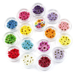 Mini Multicolor Daisy Flower Heads for Crafts