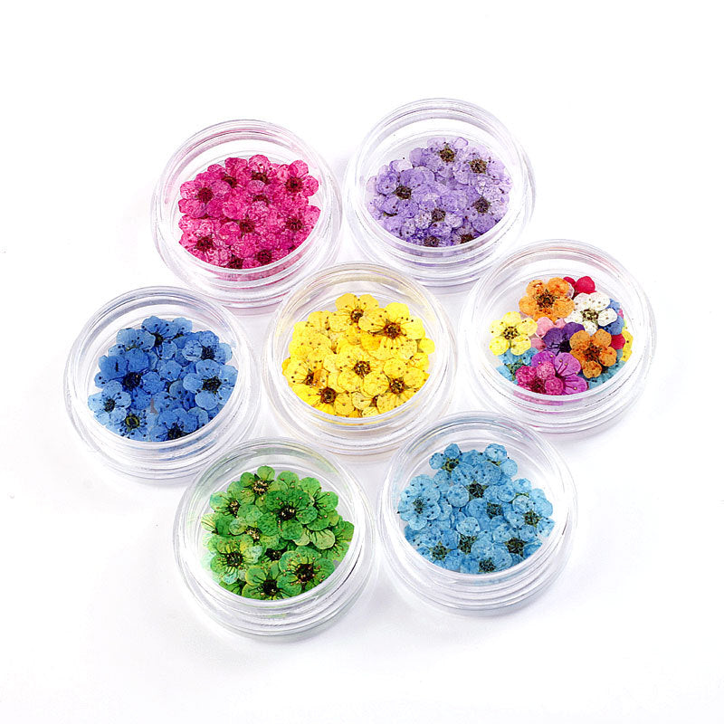 Mini Multicolor Daisy Flower Heads for Crafts