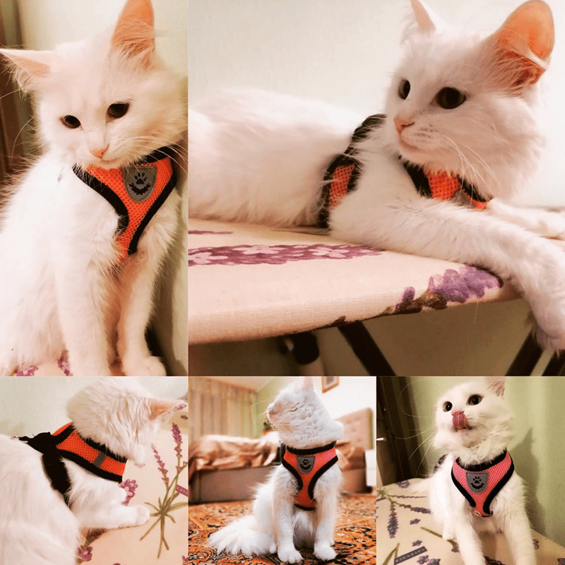 Adjustable Mesh Cat Harness Vest with Leash Set for Small to Medium Pets