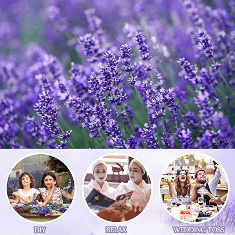 5 Lavender Sachets for Clothes Storage Drawers - Fresh Scents