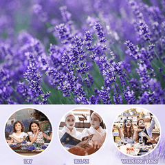 5 Lavender Sachets for Clothes Storage Drawers - Fresh Scents