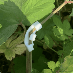 10pcs 90 Degree Plant Bender for Gardening Healthy Plants