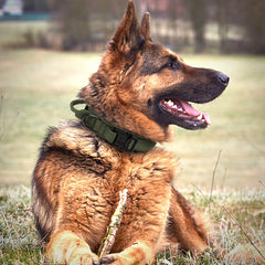 Military Tactical Dog Collar with Metal Buckle and Handle
