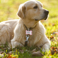 Custom Sparkling Dog Tags - Engraved Pet ID Tag