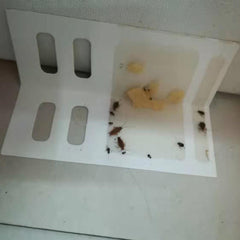 Rodent & Cockroach Sticky Traps - Pest Control Stickers for Bugs, Mice & Roaches