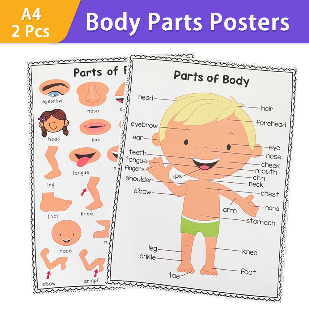 2Pcs A4 Human Body Educational Posters Body Parts Wall Chart For Kids