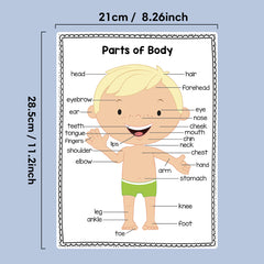 2Pcs A4 Human Body Educational Posters Body Parts Wall Chart For Kids