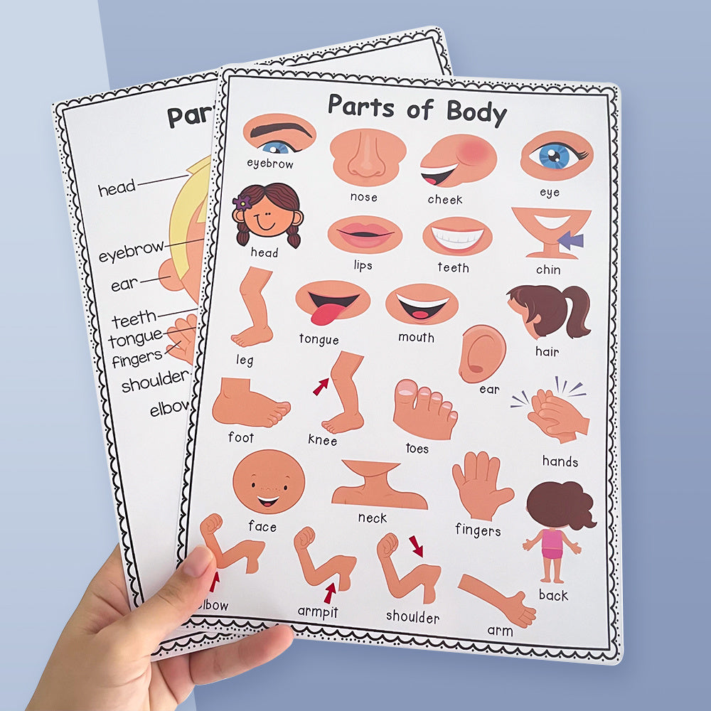 2Pcs A4 Human Body Educational Posters Body Parts Wall Chart For Kids