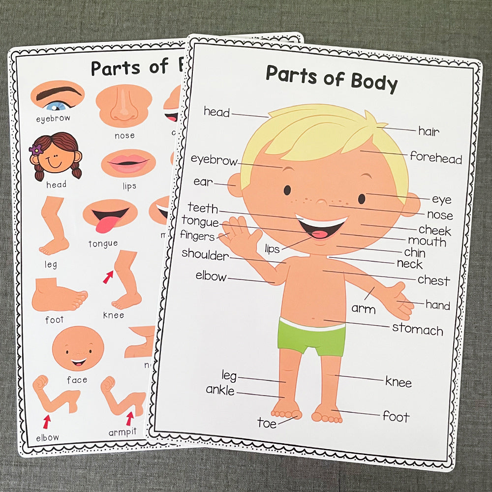 2Pcs A4 Human Body Educational Posters Body Parts Wall Chart For Kids