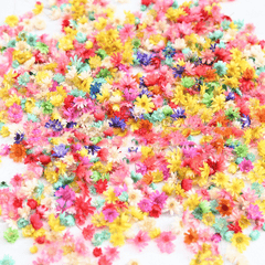 2 Packs Western Brazilian Small Star Flower Head Stamen