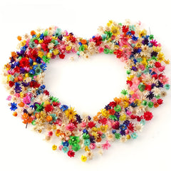 2 Packs Western Brazilian Small Star Flower Head Stamen