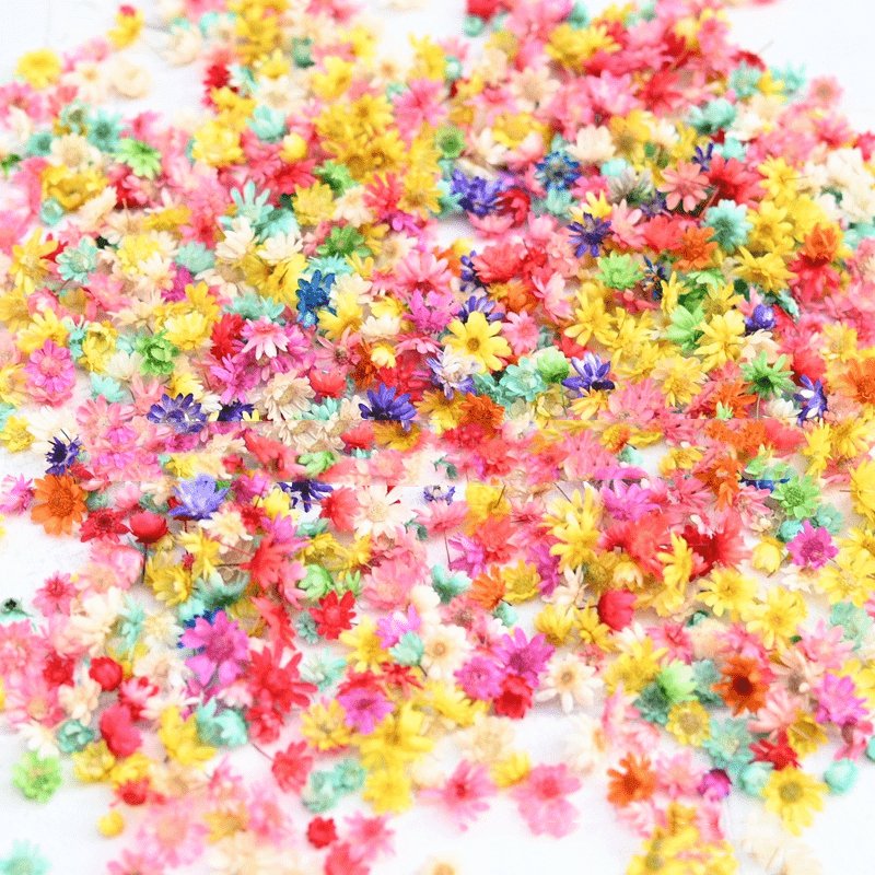 2 Packs Western Brazilian Small Star Flower Head Stamen