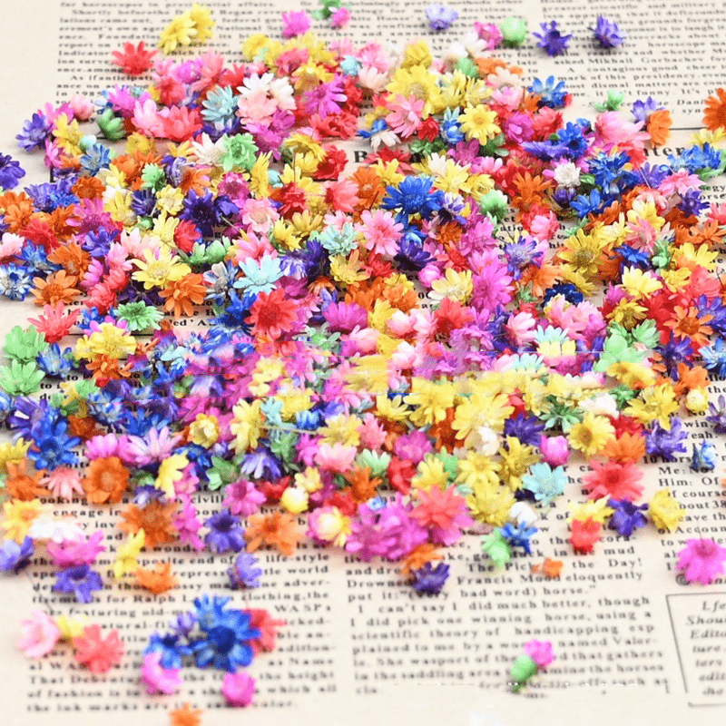 2 Packs Western Brazilian Small Star Flower Head Stamen