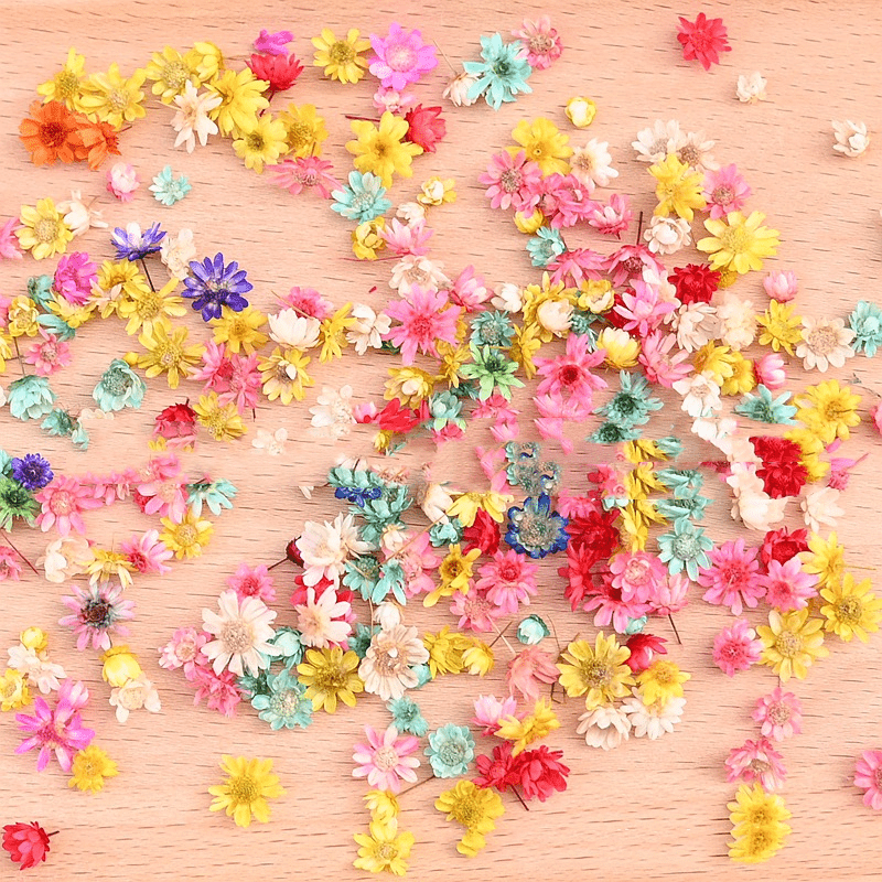 2 Packs Western Brazilian Small Star Flower Head Stamen