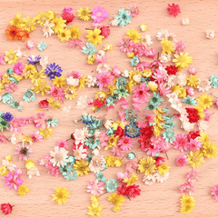 2 Packs Western Brazilian Small Star Flower Head Stamen
