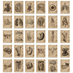 56pc Anatomy & Physiology Body Stickers for DIY Skateboard Guitar
