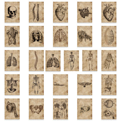 56pc Anatomy & Physiology Body Stickers for DIY Skateboard Guitar