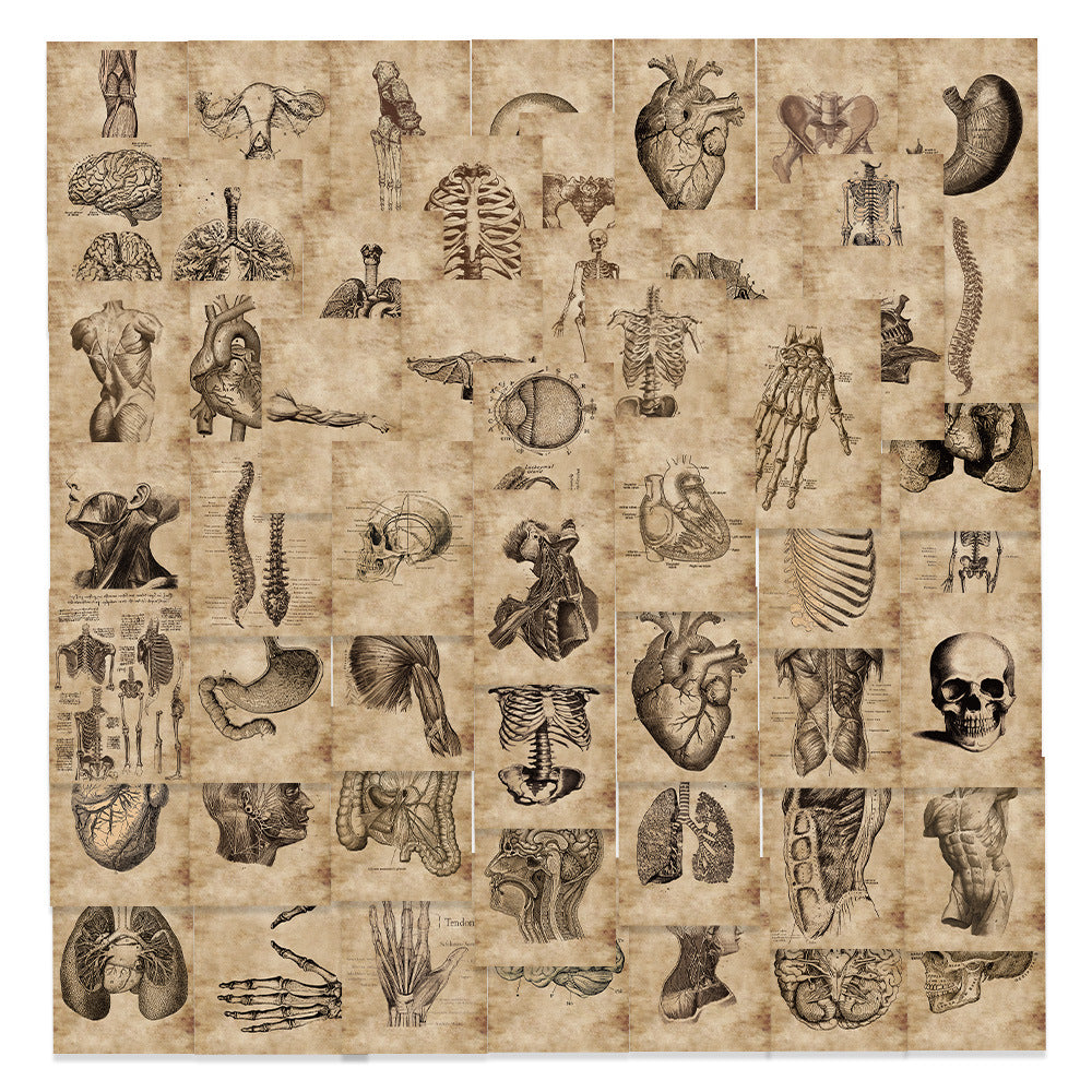 56pc Anatomy & Physiology Body Stickers for DIY Skateboard Guitar