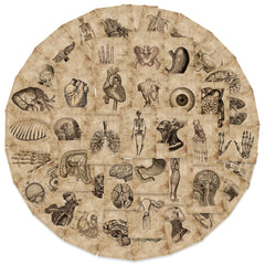 56pc Anatomy & Physiology Body Stickers for DIY Skateboard Guitar