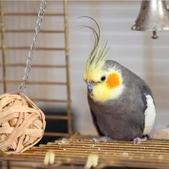 Parrot Bird Toy Handwoven Sling Ball Seaweed Rattan Gourd Tease Supplies