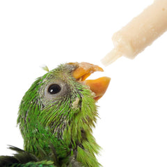 Stainless Steel Men's Watch