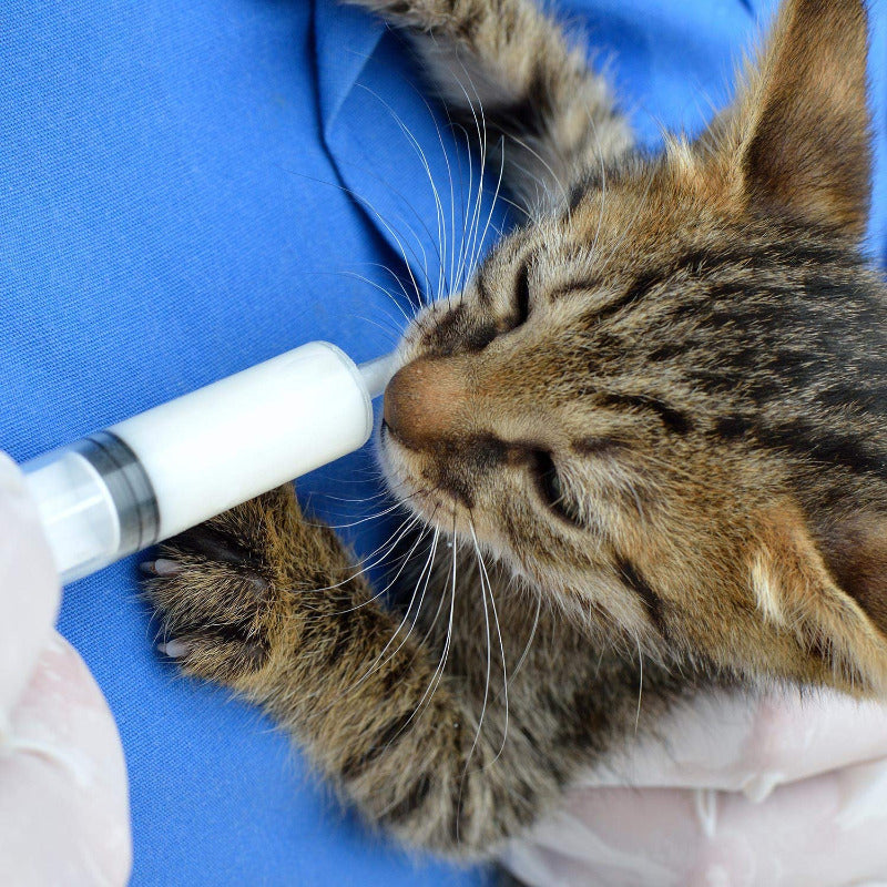 Stainless Steel Men's Watch