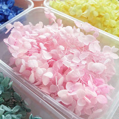 Dried Flowers Kit for Crafts and Decorations
