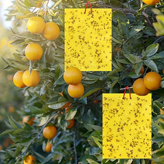 Double Sided Armyworm Board Yellow Insect Trap Board for Garden