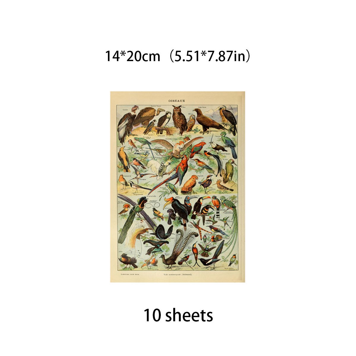10pcs Large Size Retro Insect Journal Paper for DIY Gift