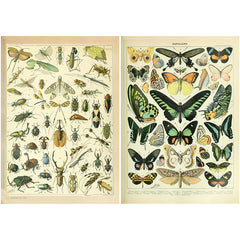 10pcs Large Size Retro Insect Journal Paper for DIY Gift