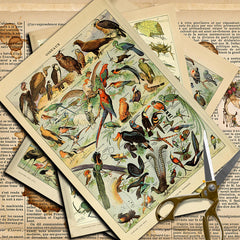 10pcs Large Size Retro Insect Journal Paper for DIY Gift