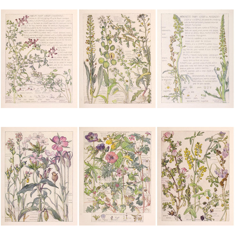 20pcs Large Size Wildflowers Paper Retro Insect Journal Background DIY Gift