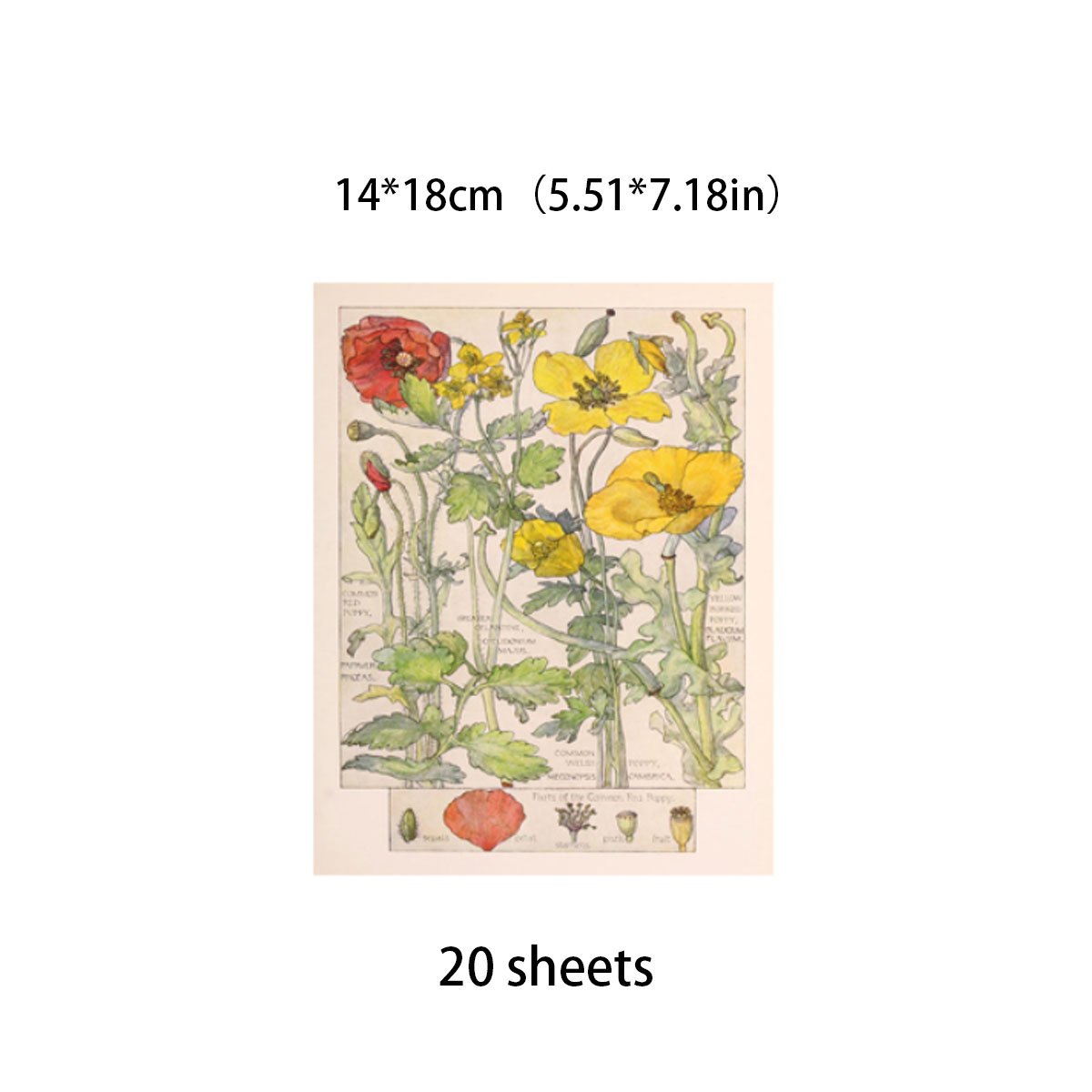 20pcs Large Size Wildflowers Paper Retro Insect Journal Background DIY Gift