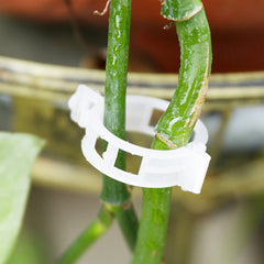 Plant Support Clips Garden Plastic Clips Tomato Vine Trellis Clips