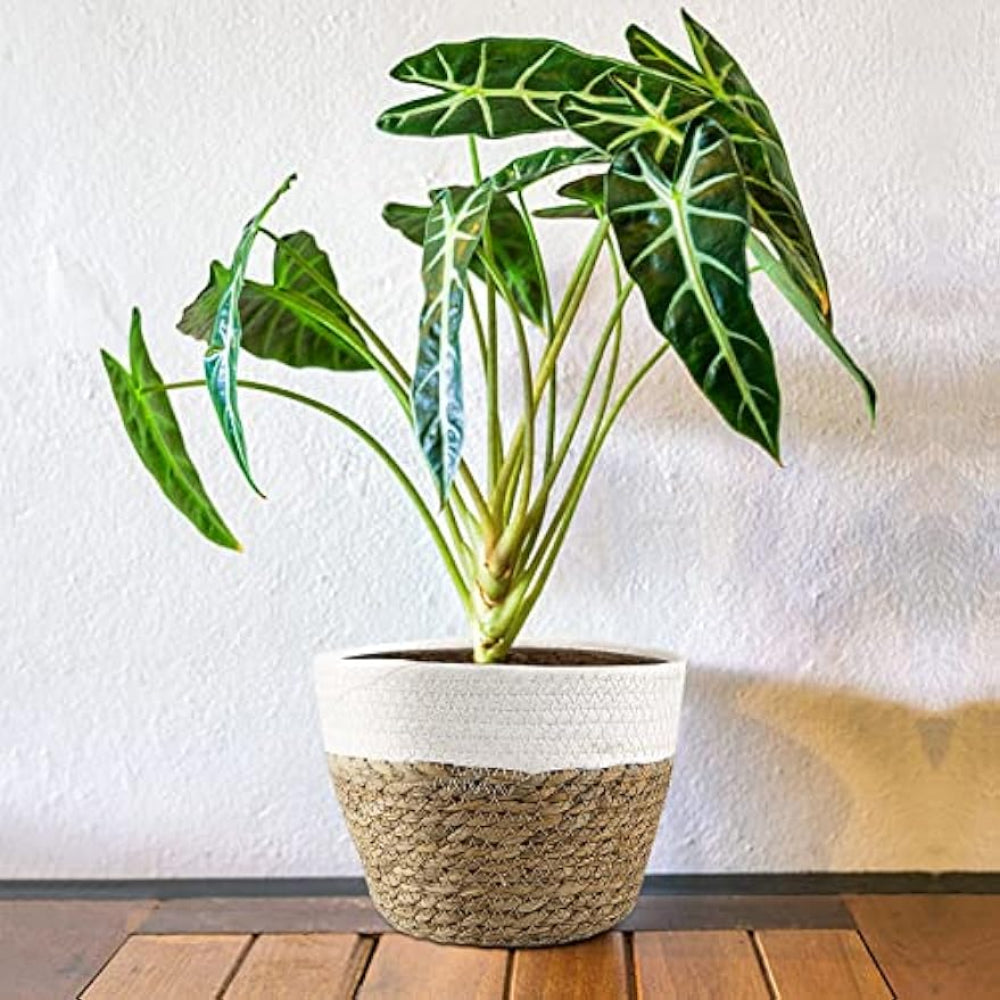 Seagrass Planter Basket Set 6" 7" 9" 10" Hand Woven with Plastic Liner Round