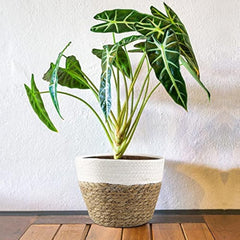 Seagrass Planter Basket Set 6" 7" 9" 10" Hand Woven with Plastic Liner Round