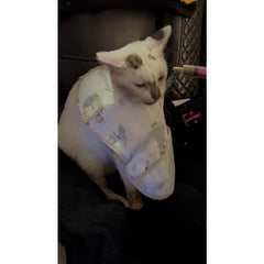 10pcs 10ml Syringes with Cap for Pet Feeders Labs Liquid Dispensing