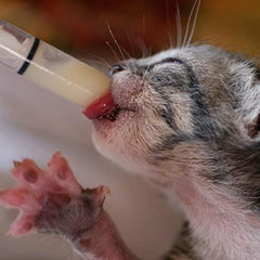 10pcs 10ml Syringes with Cap for Pet Feeders Labs Liquid Dispensing